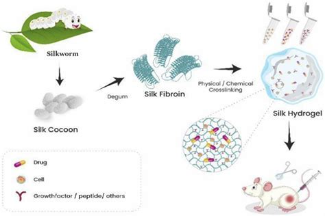 Elastin-Faszination: Ein vielseitiges Biomaterial für den medizinischen Fortschritt!